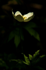 Angel Light In the Darkness