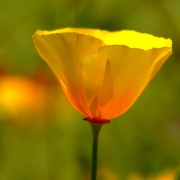 Colorful Beauty Lost In the Wind