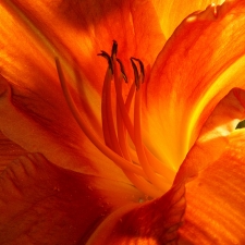 Flaming Beauty