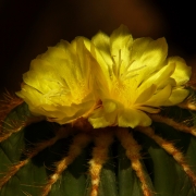 Passionate Heart