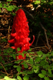 Snow Plant Red