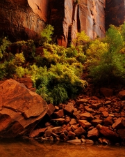 Zion Autumn Gold