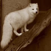 Arctic Fox