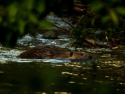 A Beavers Life