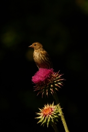 Beautiful Perch