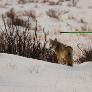 Coyote White Christmas