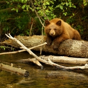 Resting Cub