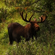 Rocky Mountain Moose-1