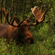 Rocky Mountain Moose