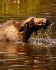 Wet Behind the Ears