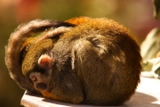 Circular Dreams