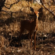 Curious Stare