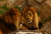 Friends