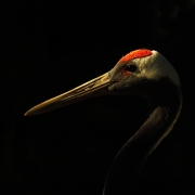 Out Of the Shadows