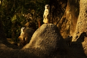Pecking Order