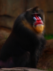 Regal Pride