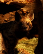 Shadow Watcher