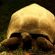 Smile for the Camera