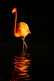 Walk Into the Light