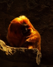 Your Golden Beauty